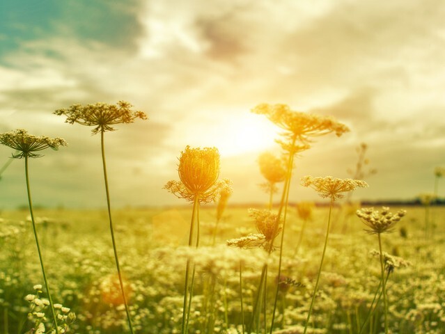 Golden evening on the summer meadow, natural landscape